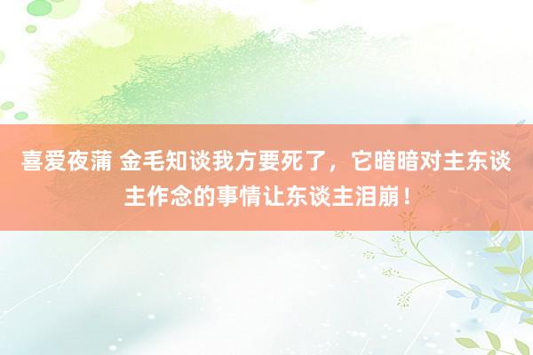 喜爱夜蒲 金毛知谈我方要死了，它暗暗对主东谈主作念的事情让东谈主泪崩！