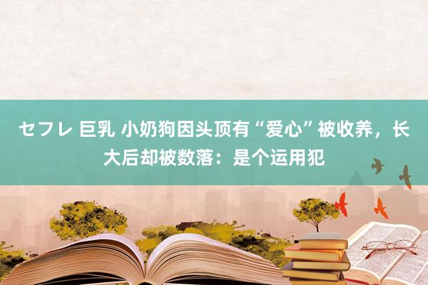 セフレ 巨乳 小奶狗因头顶有“爱心”被收养，长大后却被数落：是个运用犯